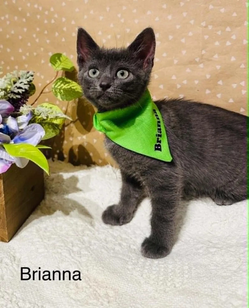 Brianna thumbnail 2