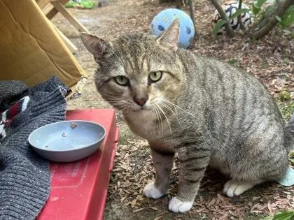 An adult medium-sized male Domestic Short Hair cat named Janno for adoption in Fairfax, VA