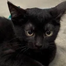 A baby small-sized female Black American Shorthair cat named Brisket for adoption in Shawnee, KS