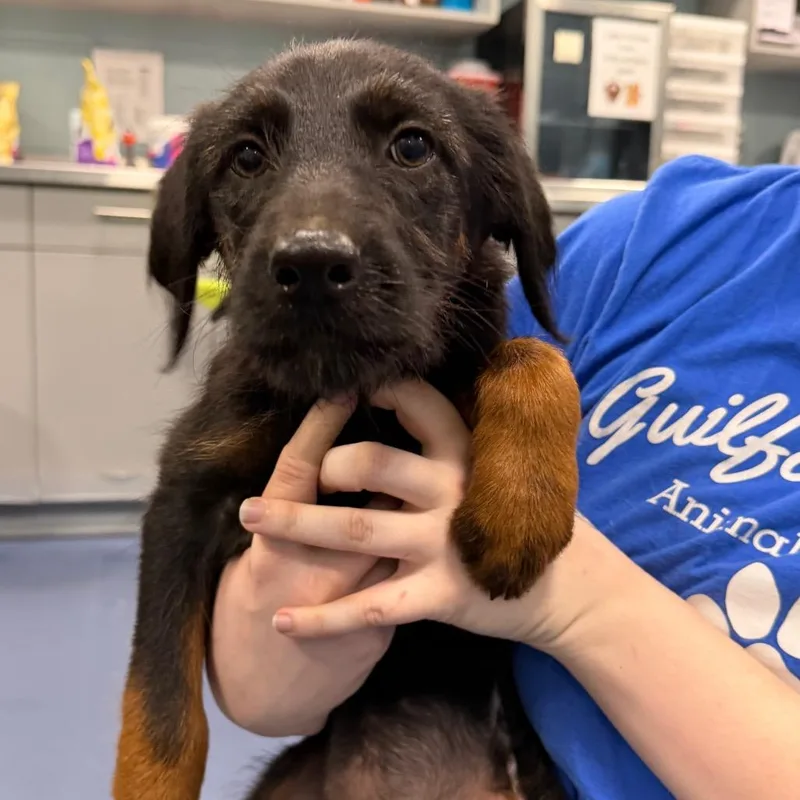 A baby small-sized female Black Mixed Breed dog named Lovey Howell for adoption in Greensboro, NC