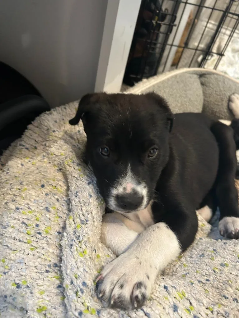A baby medium-sized male Border Collie dog named Farmer for adoption in Minneapolis, MN