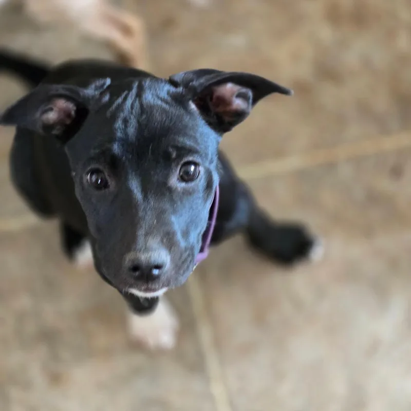 A baby medium-sized female Black Mixed Breed dog named Gecky for adoption in Moab, UT