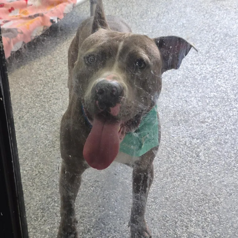 An adult medium-sized male Gray / Blue / Silver Pit Bull Terrier dog named Sawyer for adoption in Louisville, KY