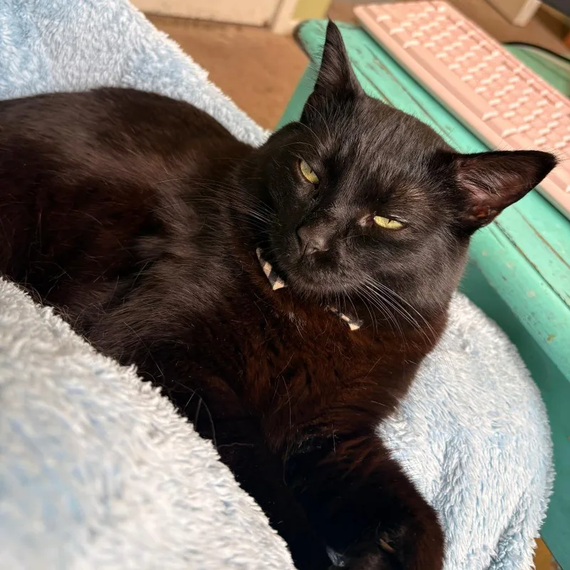A young small-sized male Black Domestic Short Hair cat named Nibbler for adoption in Rochester, MN