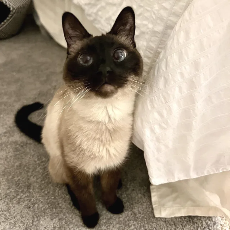 A senior medium-sized female Siamese cat named Kinoko for adoption in Morgan Hill, CA