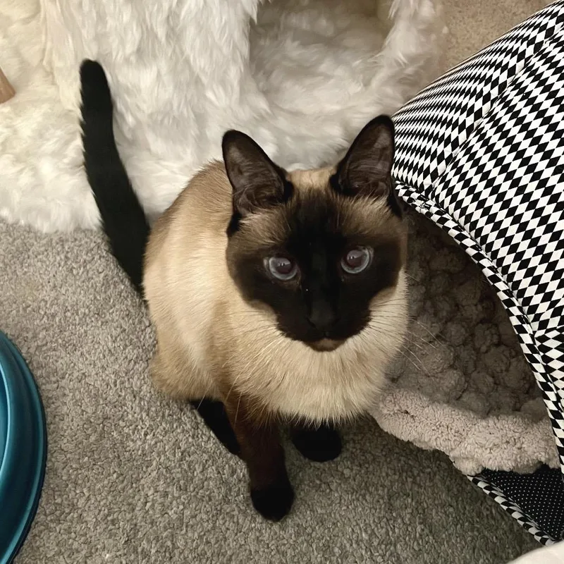Kinoko thumbnail 6