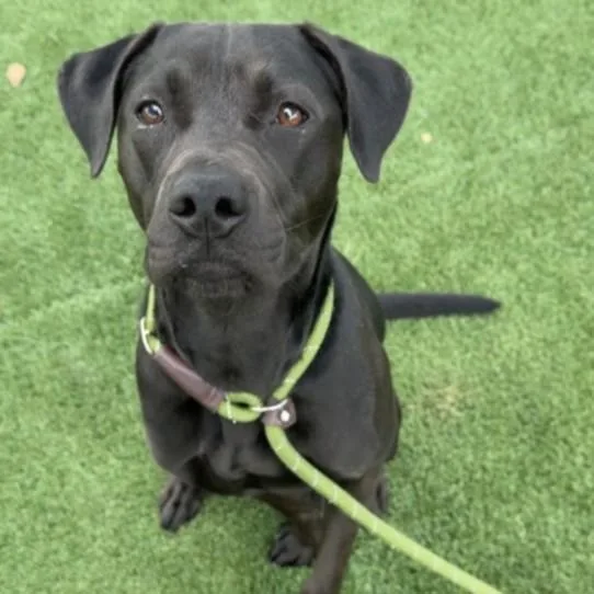 An adult large-sized female Mixed Breed dog named Flower for adoption in Los Angeles, CA