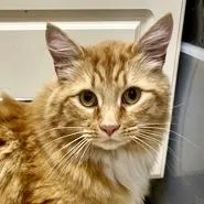 A young large-sized male Domestic Long Hair cat named Blaze for adoption in Burlington, WA