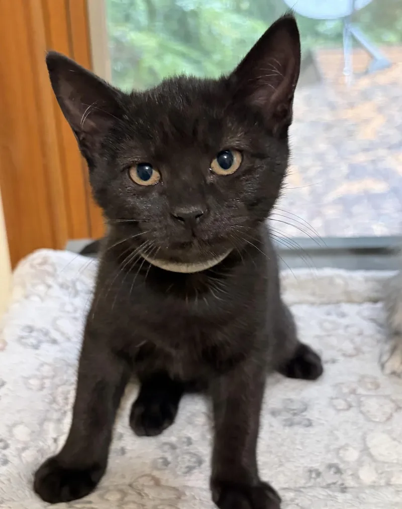 A baby medium-sized female Black Domestic Short Hair cat named Juicebox for adoption in Breinigsville, PA