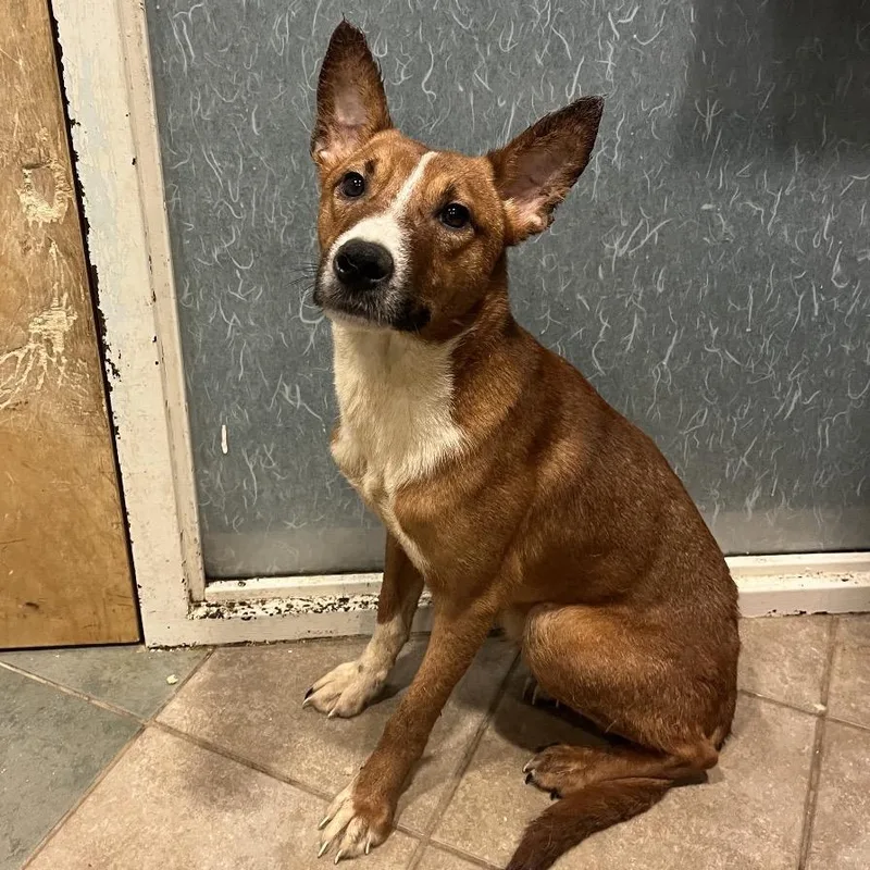 An adult medium-sized male Red / Chestnut / Orange Mixed Breed dog named Mcgriddles for adoption in Chattanooga, TN