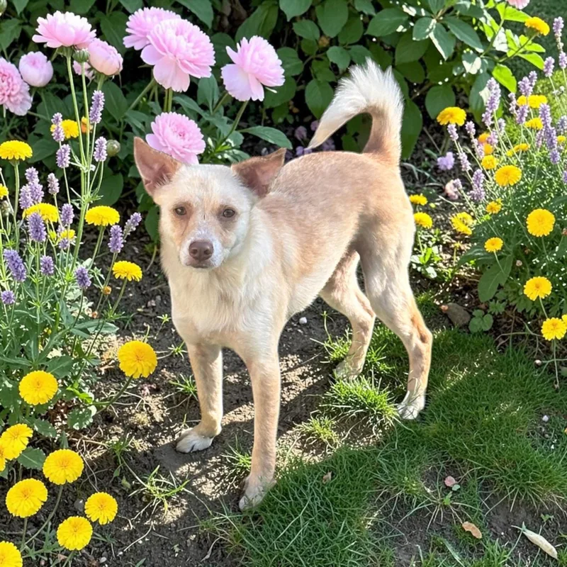 A young small-sized female Apricot / Beige Terrier dog named Adelia for adoption in La Feria, TX