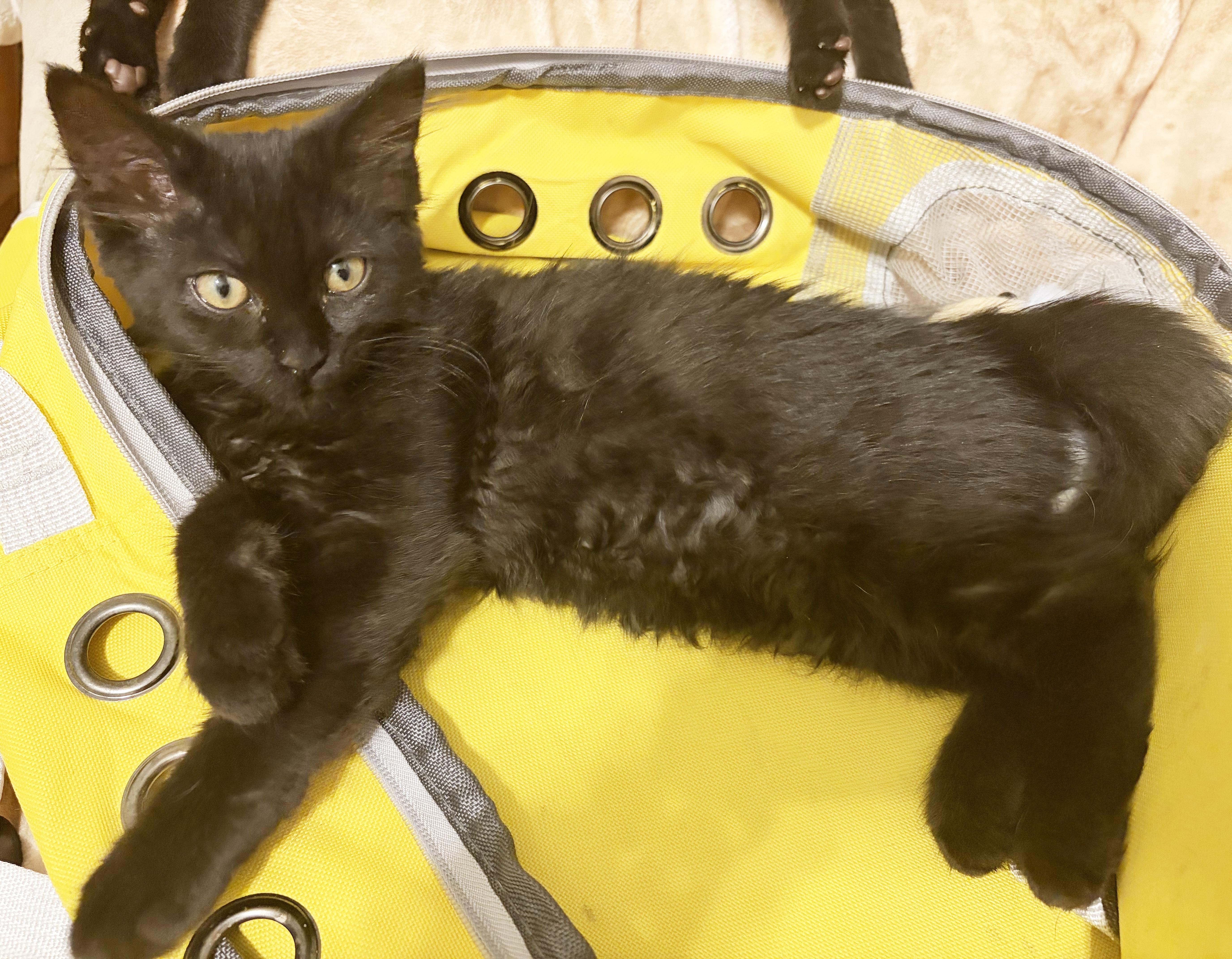 A baby medium-sized female Black Domestic Short Hair cat named Joanie for adoption in Parkville, MO