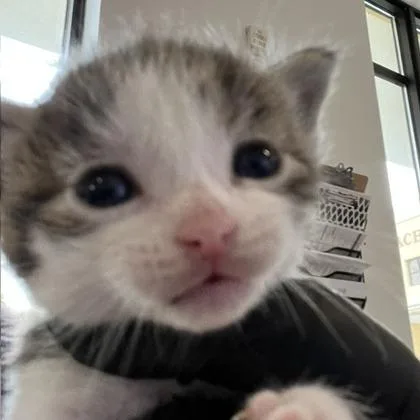 A baby small-sized male White Domestic Short Hair cat named Charles for adoption in West Palm Beach, FL