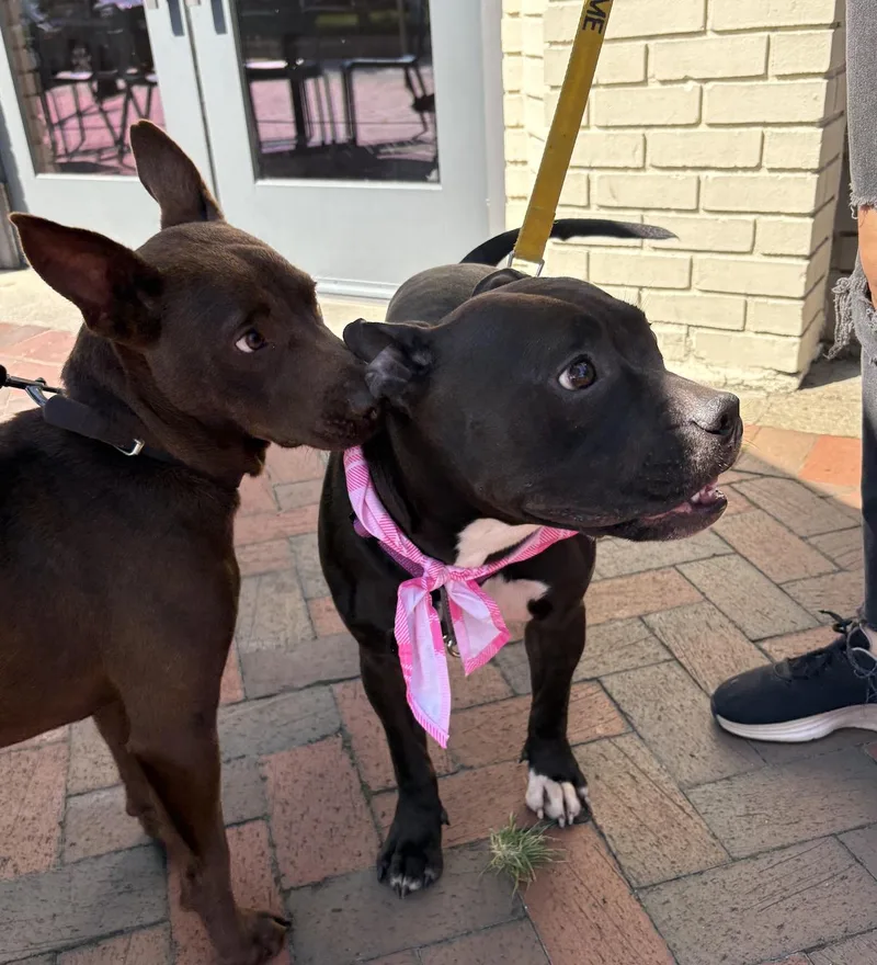 A young medium-sized female American Bulldog dog named Koko for adoption in Decatur, GA
