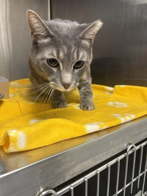 A young small-sized male Domestic Short Hair cat named Lola for adoption in Indianapolis, IN