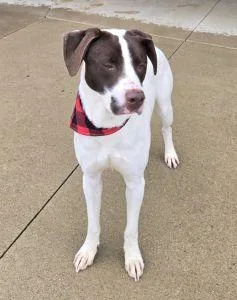 An adult medium-sized male Australian Cattle Dog / Blue Heeler dog named Milo for adoption in Bucyrus, OH