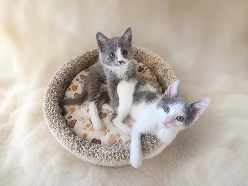 A baby medium-sized male Gray & White Domestic Long Hair cat named Rocket for adoption in Carson City, NV