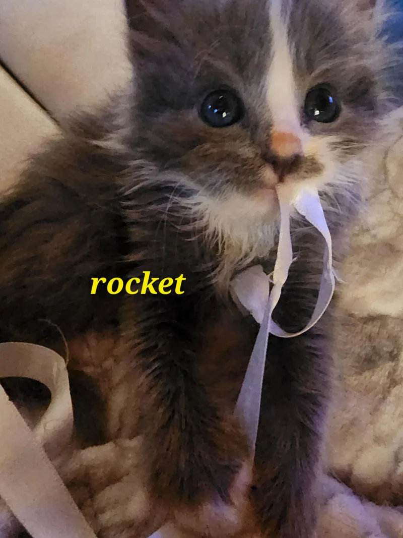 Rocket thumbnail 2