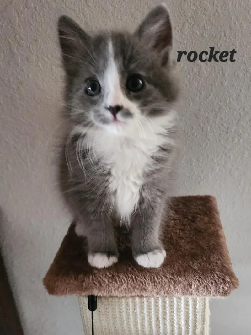 Rocket thumbnail 5