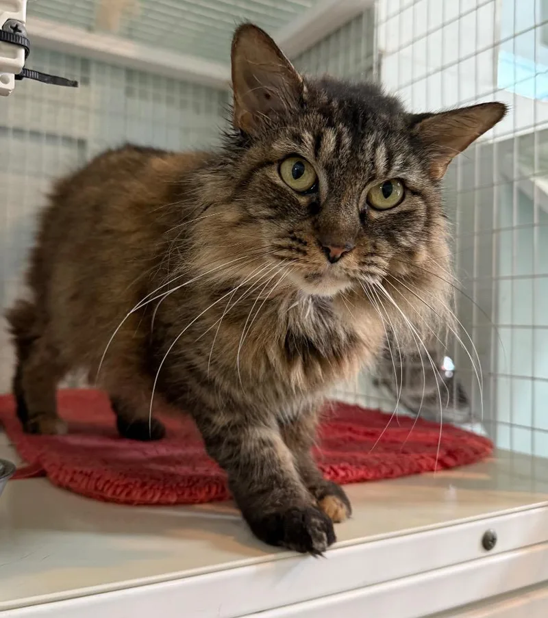 An adult medium-sized female Maine Coon cat named Ashoka for adoption in Kingsland, GA