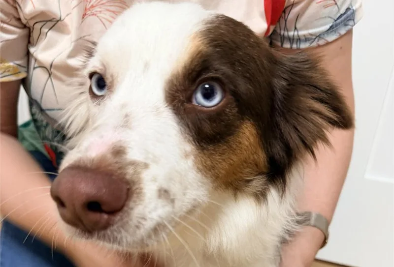 Charlie Iii thumbnail 2