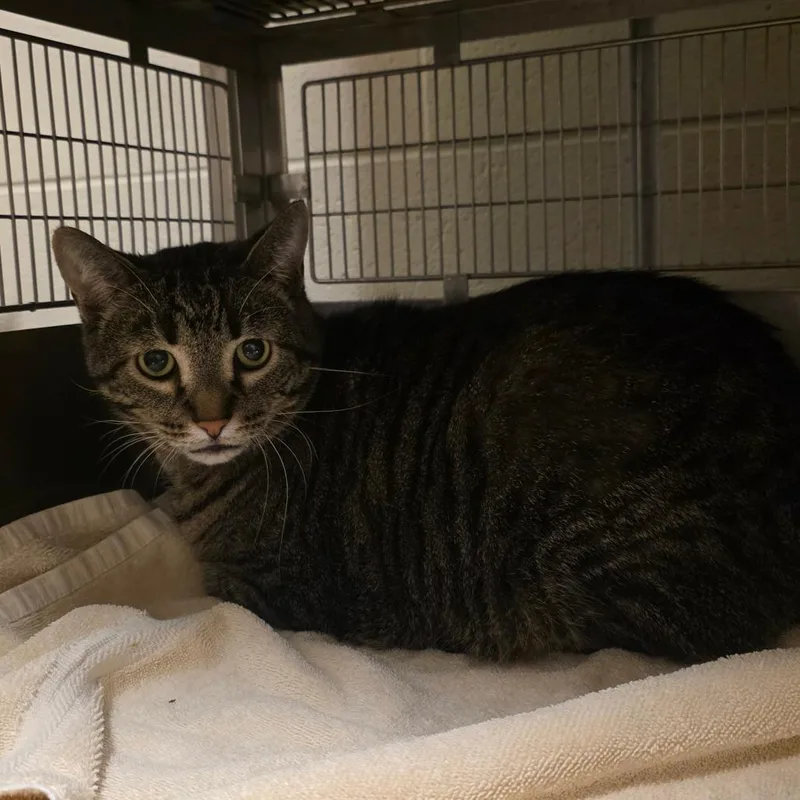 A senior large-sized male Brown / Chocolate Domestic Short Hair cat named Griffin for adoption in Bristol, IN