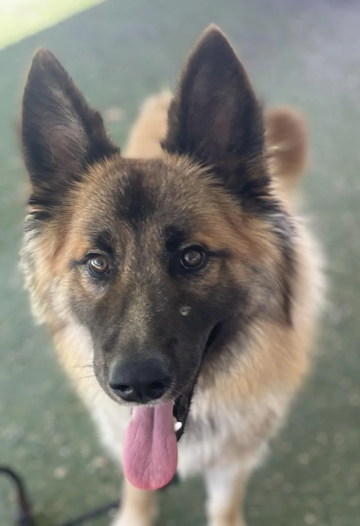An adult large-sized male German Shepherd Dog dog named Emerald for adoption in Woodland, CA