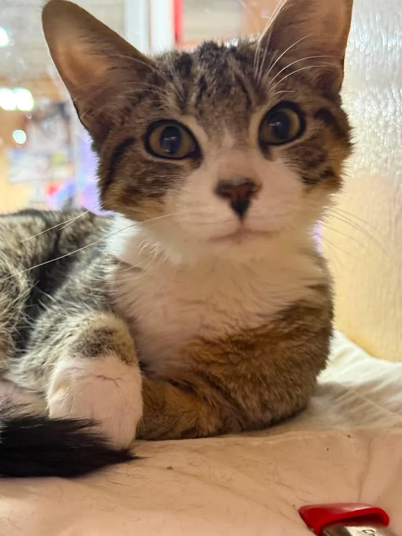 A young medium-sized male Tabby (Brown / Chocolate) Tabby cat named Baxter for adoption in Marion, IN