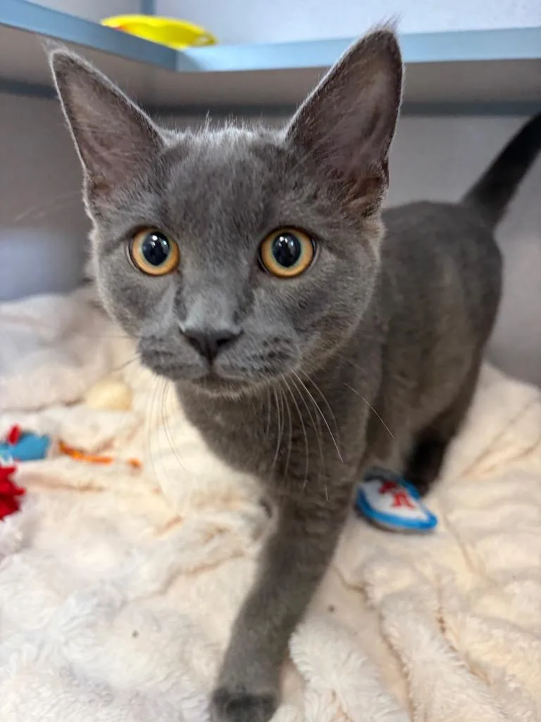 A baby small-sized male Domestic Short Hair cat named Franklin for adoption in Liverpool, NY