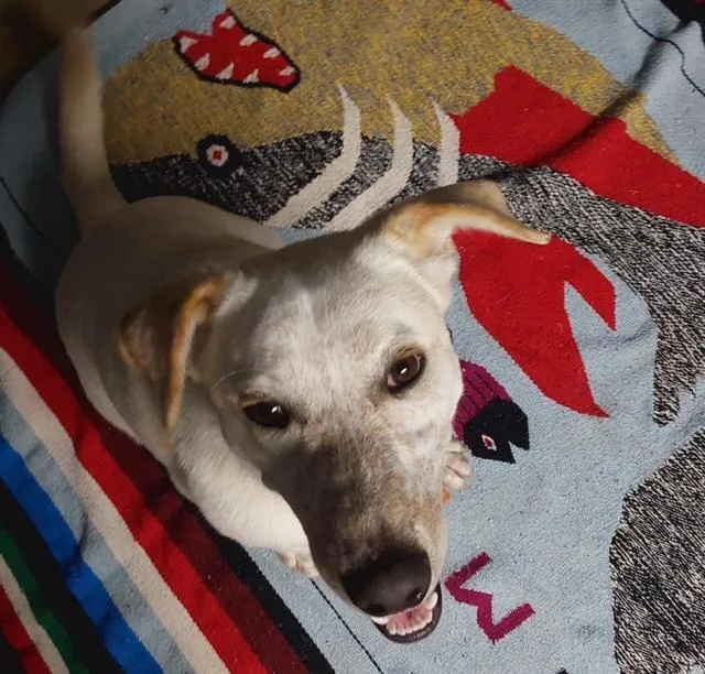 A baby medium-sized male Yellow Labrador Retriever dog named Asher for adoption in Ville platte, LA