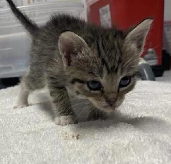 A baby small-sized female Domestic Short Hair cat named Naomi for adoption in Escondido, CA