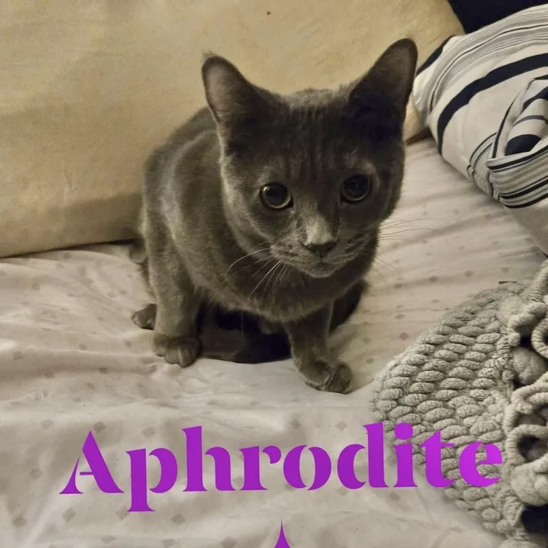 A young medium-sized female Gray / Blue / Silver Domestic Short Hair cat named Aphrodite for adoption in Pittstown, NJ