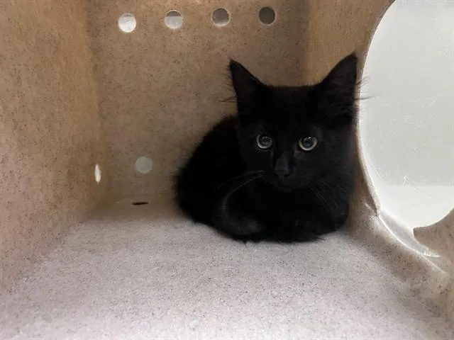 A baby small-sized female Domestic Medium Hair cat named A for adoption in Moreno Valley, CA
