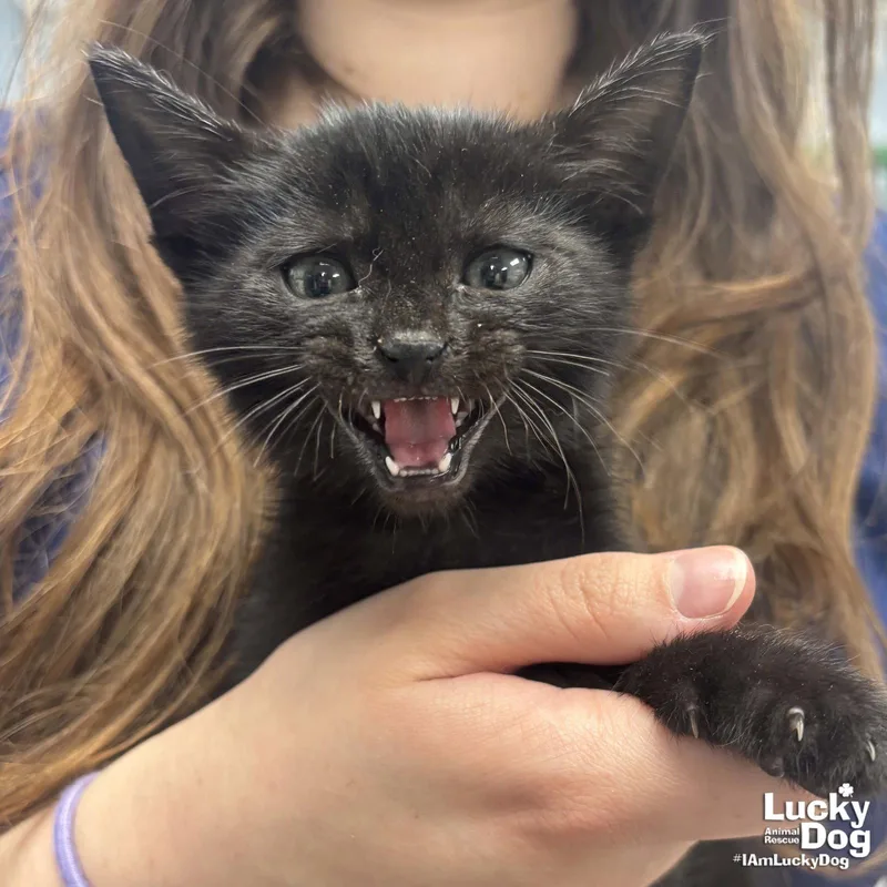 A baby medium-sized male Black Domestic Short Hair cat named Irby for adoption in Washington, DC
