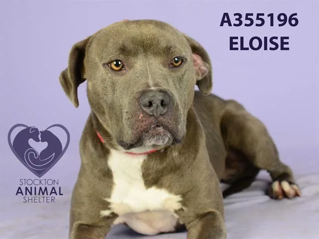 An adult medium-sized female Pit Bull Terrier dog named Eloise for adoption in Stockton, CA
