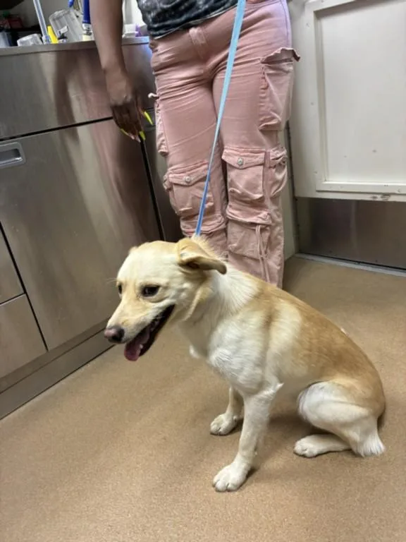 A young medium-sized male Labrador Retriever dog named Stanley Tucci for adoption in Norco, CA