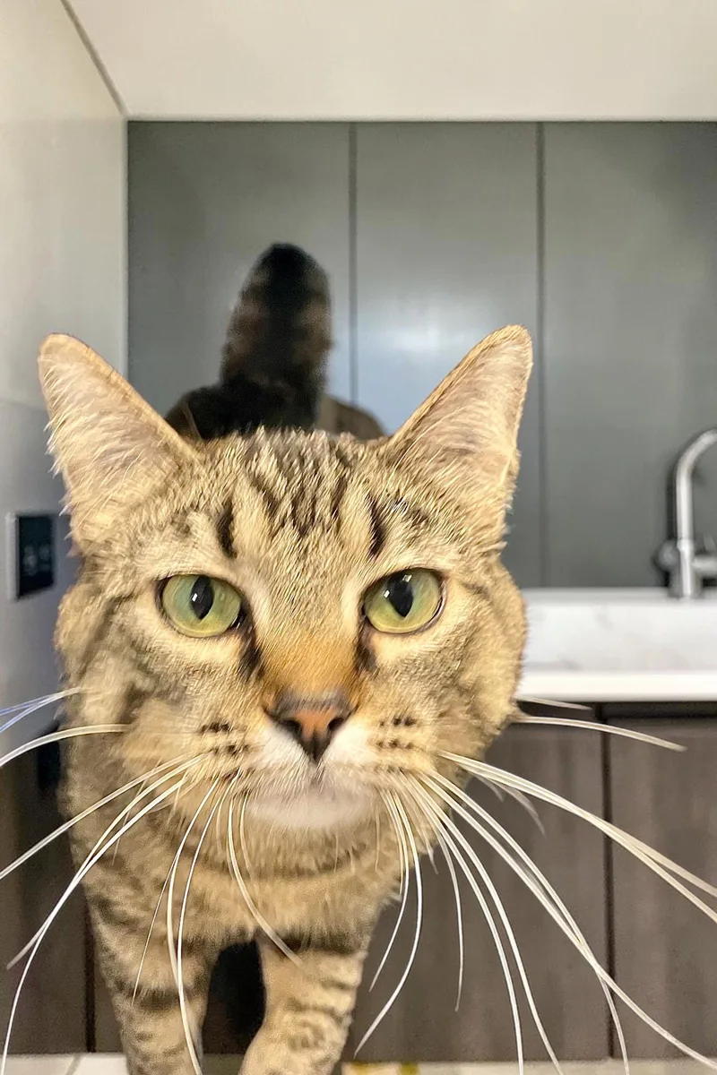 An adult medium-sized female Domestic Short Hair cat named Little One for adoption in Champaign, IL