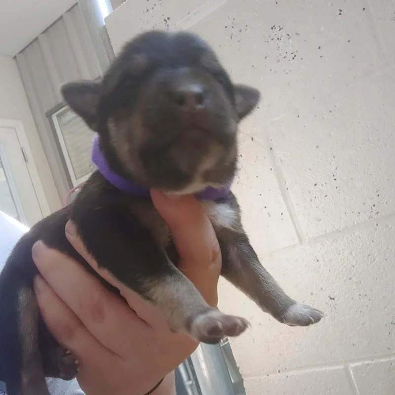 Lulu