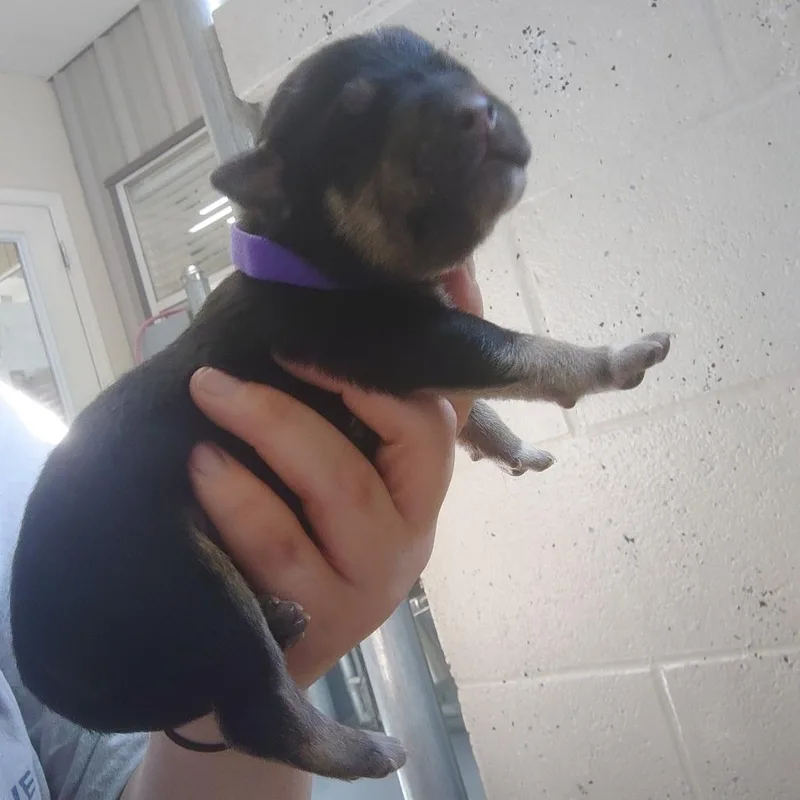 Lulu thumbnail 5