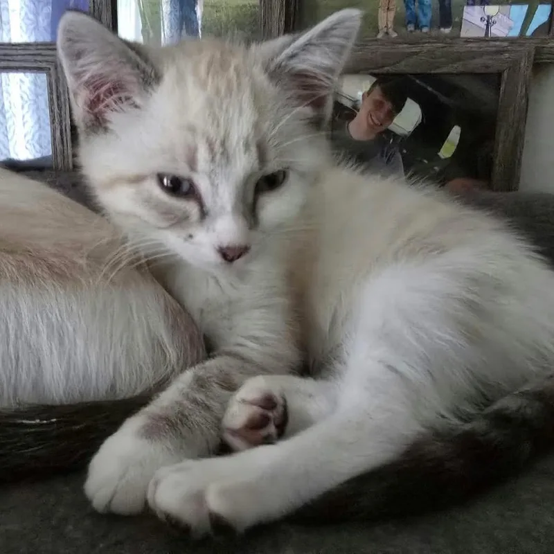 A baby small-sized female Domestic Short Hair cat named Gwen for adoption in Canton, IL