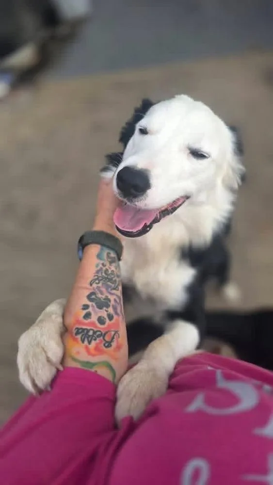 An adult medium-sized male Tricolor (Brown, Black, & White) Border Collie dog named Kai for adoption in Scranton, PA