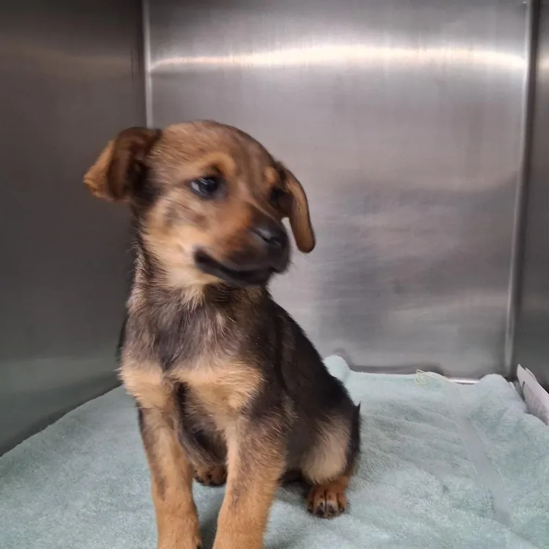 A baby large-sized male Mixed Breed dog named Onion Ring for adoption in Waverly, NY