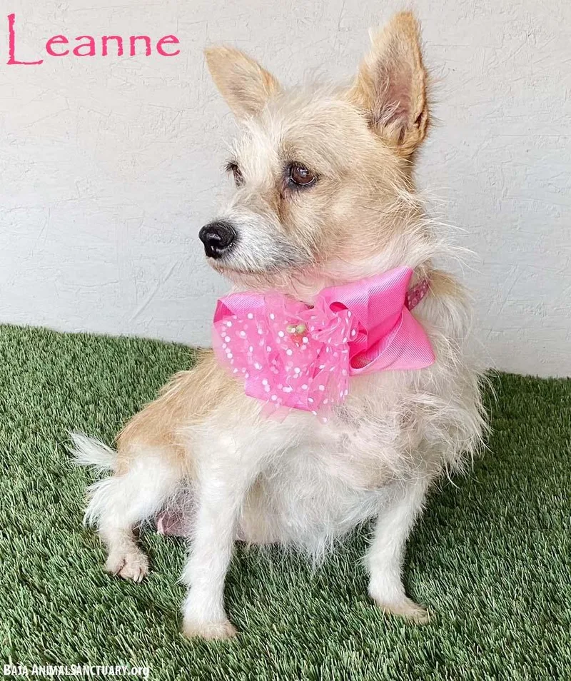 A young small-sized female Yellow / Tan / Blond / Fawn Terrier dog named Leanne for adoption in San Diego, CA