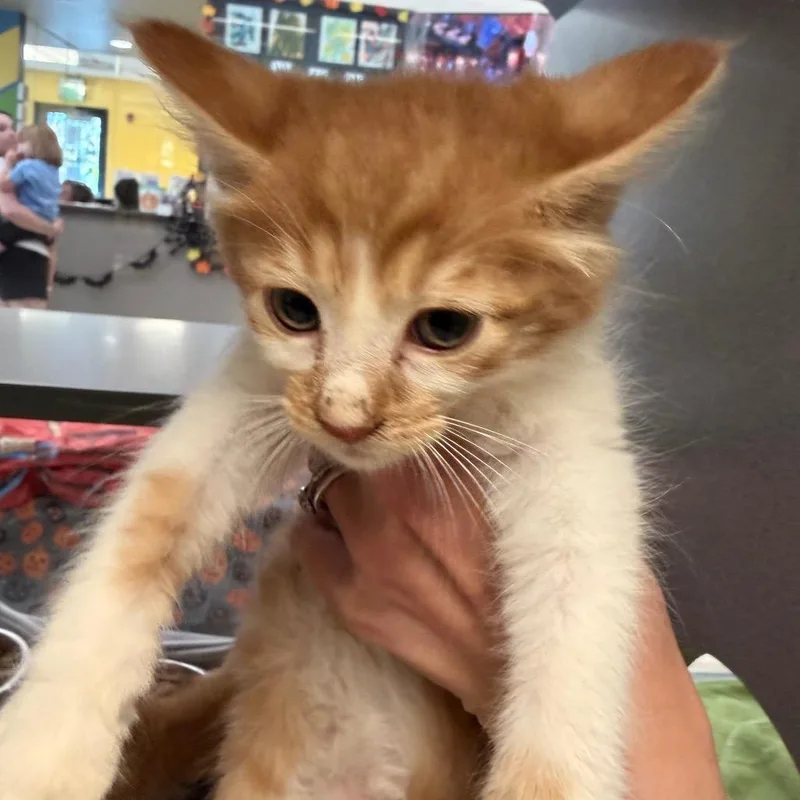 A baby small-sized male Domestic Medium Hair cat named Einstein for adoption in Red House, WV