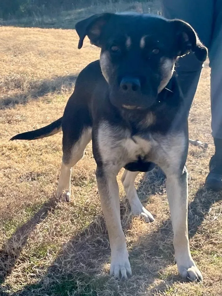 An adult medium-sized male Mixed Breed dog named Sweet Boy for adoption in Mount Gilead, NC