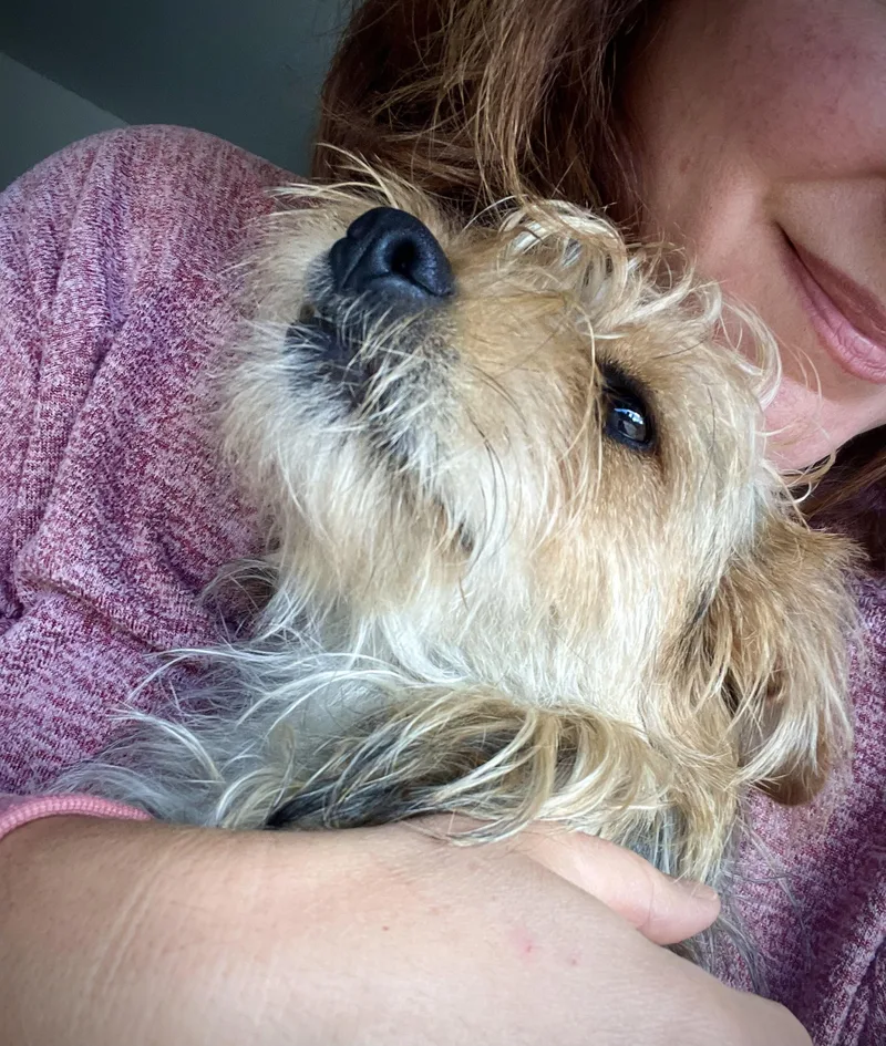 A young small-sized male Yorkshire Terrier dog named Griffin for adoption in Oakland, CA