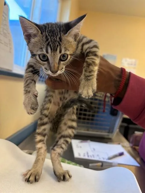 A baby small-sized female Domestic Short Hair cat named Nala for adoption in Santa Maria, CA