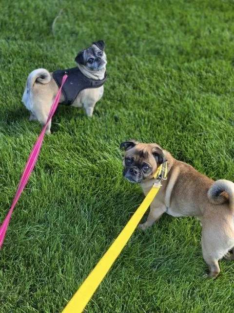 An adult small-sized male Bicolor Puggle dog named Tuffy & Sissy for adoption in Orland Park, IL