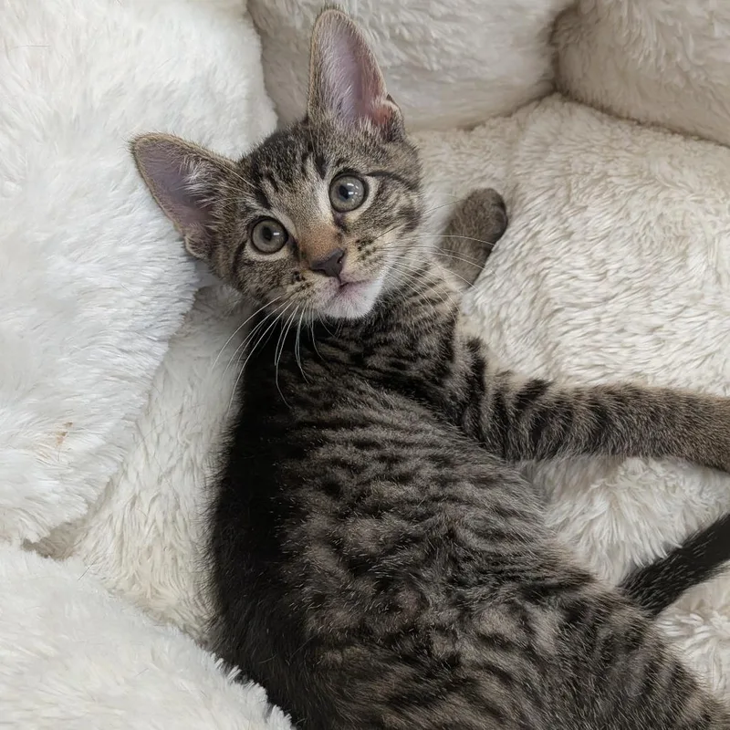 A baby small-sized male Brown / Chocolate Domestic Short Hair cat named Fritz for adoption in Hannibal, MO