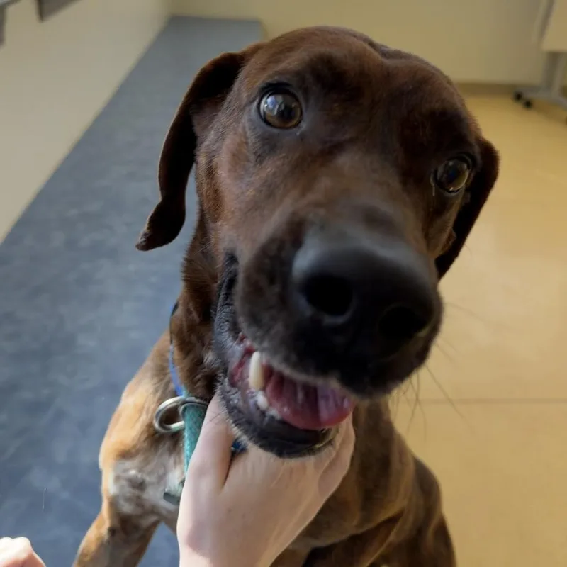 An adult medium-sized male Brindle Plott Hound dog named Cyrus for adoption in Roanoke, VA